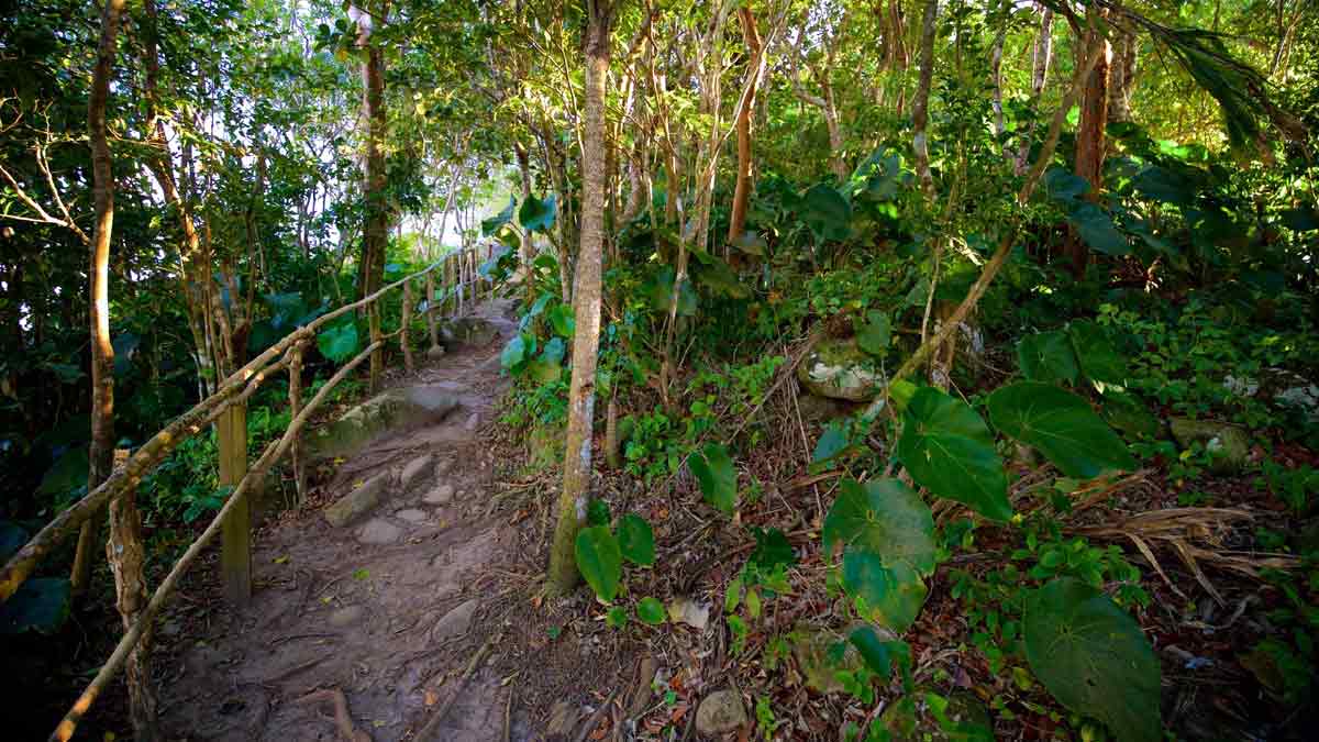 Camino para hacer senderismo en la isla de Santa Lucia